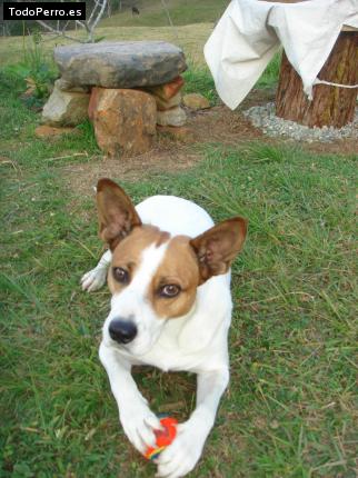 Foto del perro Chocolo