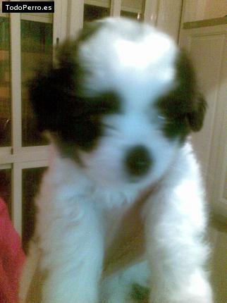 Foto del perro Rubi