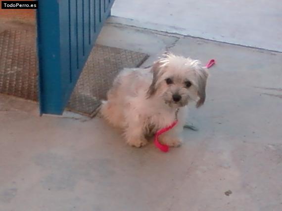 Foto del perro Rita