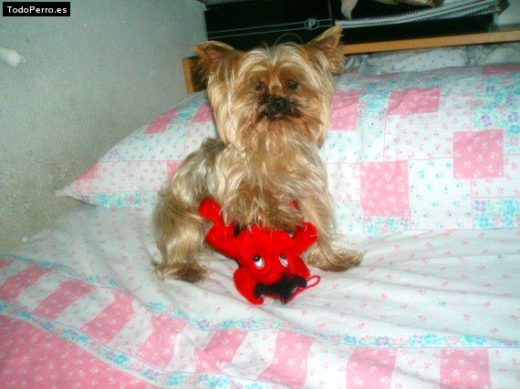 Foto del perro Cuca