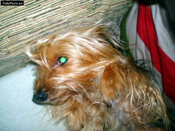 Foto del perro Cora