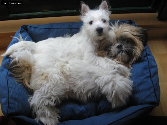 La foto del perro Curro y flaqui Foto del perro Curro y flaqui