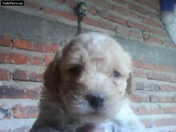 La foto del perro Rayo Foto del perro Rayo