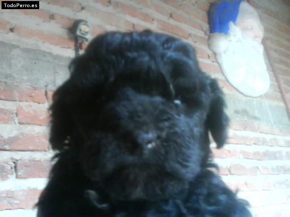 La foto del perro Chino Foto del perro Chino