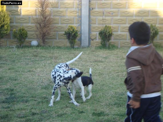 Foto del perro Camila