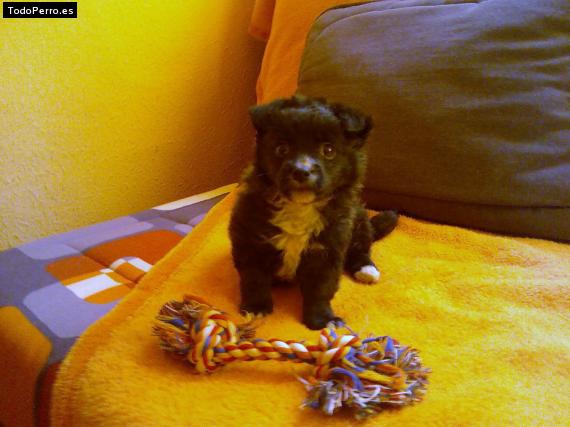 Foto del perro Io