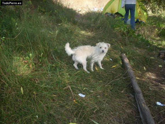 Foto del perro Panki