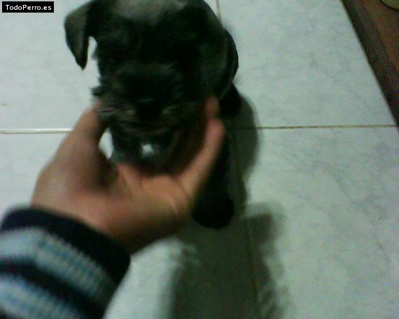 Foto del perro Sally