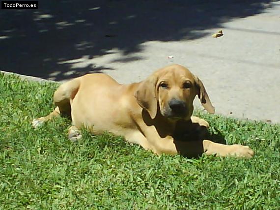 Foto del perro Lorenzo