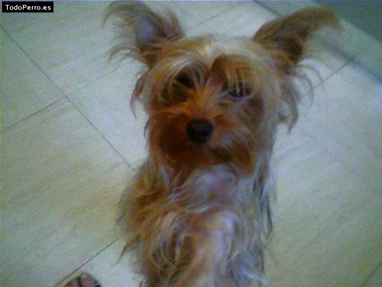 Foto del perro China