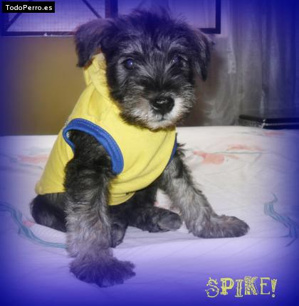 Foto del perro Spike