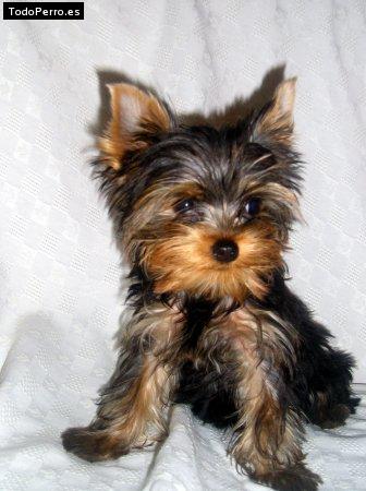 Foto del perro Neska