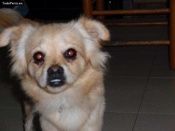 Foto del perro Roky