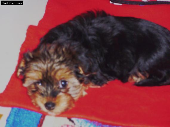 La foto del perro Chiqui Foto del perro Chiqui