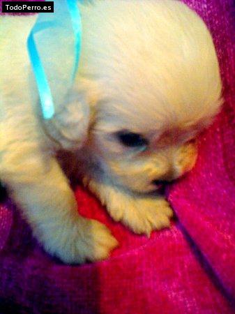 Foto del perro Thobby 