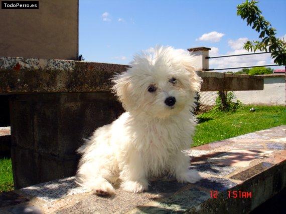 Foto del perro Sugar