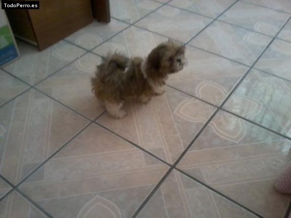 Foto del perro Ugly