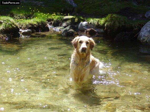 Foto del perro Odie