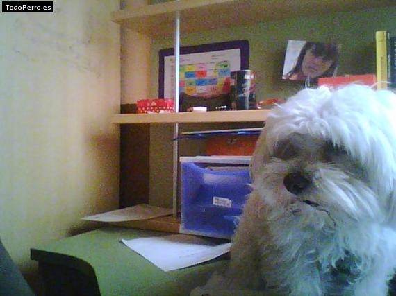 Foto del perro Chiqui