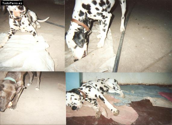 Foto del perro Uby, aly y tigre