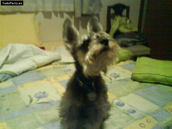 Foto del perro Chelsea