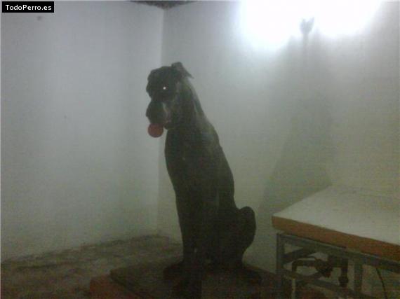 Foto del perro Goliat