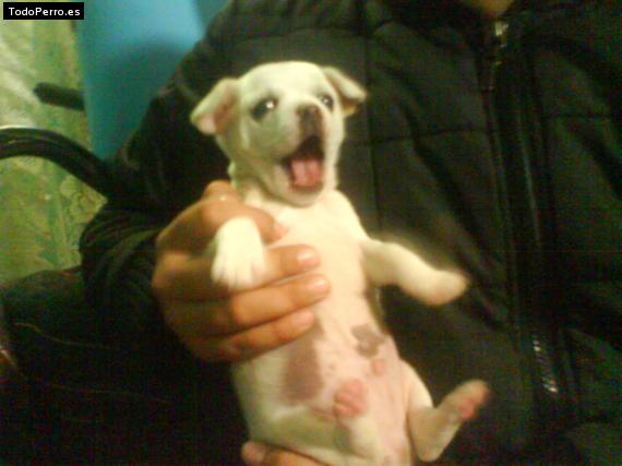 La foto del perro Chattis Foto del perro Chattis