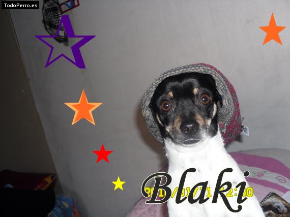 Foto del perro Blaki