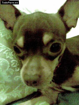 La foto del perro Choco Foto del perro Choco