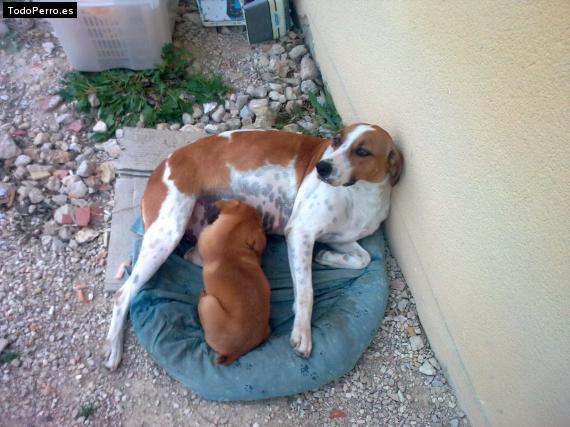 Foto del perro Rani