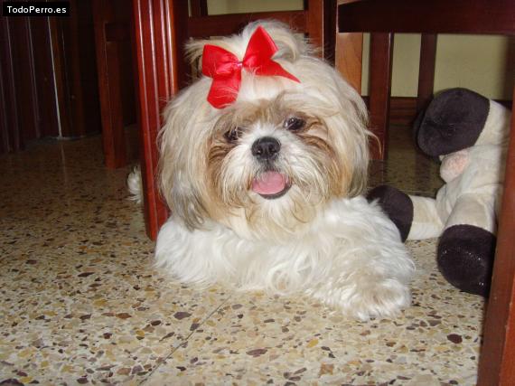 Foto del perro Ronny