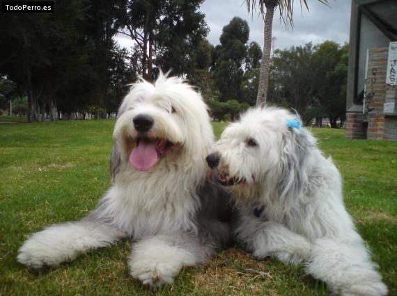 Foto del perro Greco & zafyra