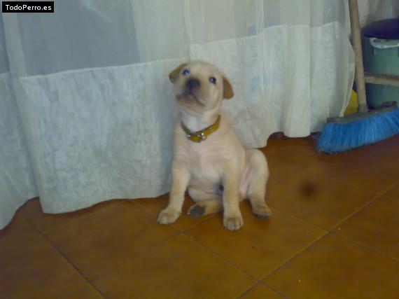 Foto del perro Chatran