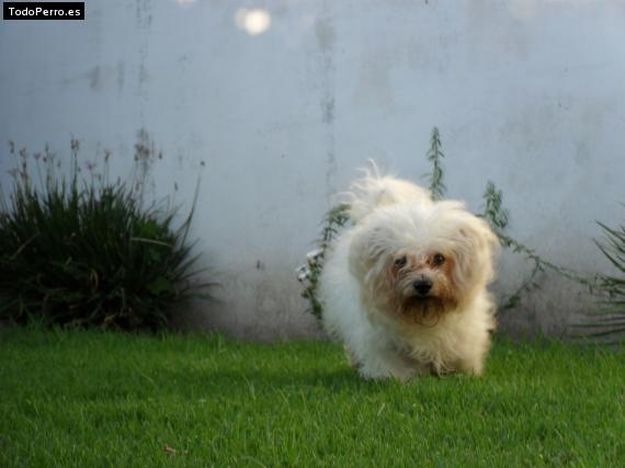 Foto del perro Archu