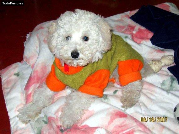 Foto del perro Bambam