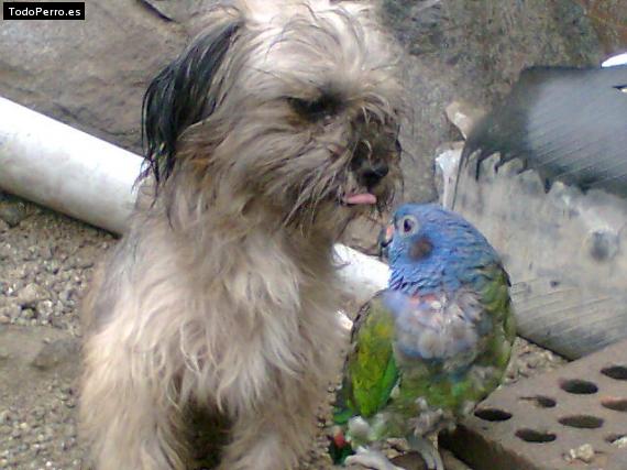 Foto del perro Yogui