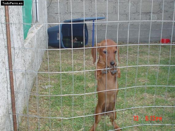 Foto del perro Dolly brown