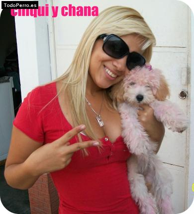 Foto del perro Chana