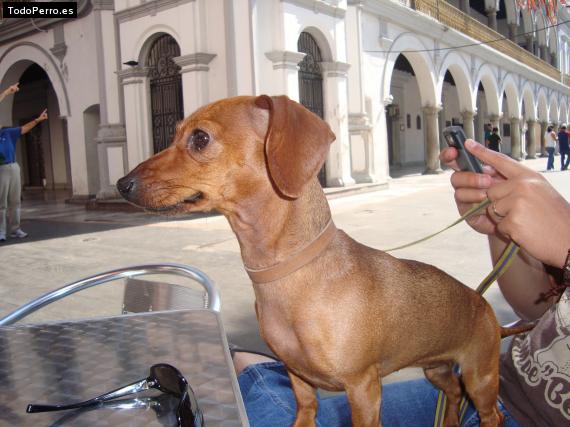 Foto del perro Mila