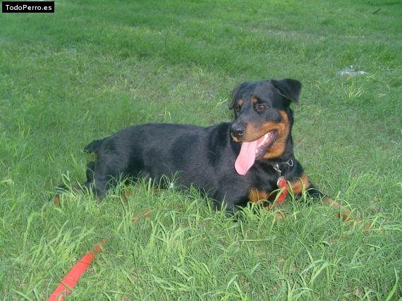 Foto del perro Reyka