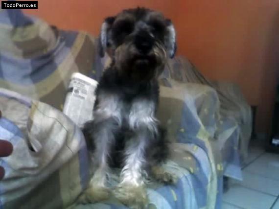 Foto del perro Rocky