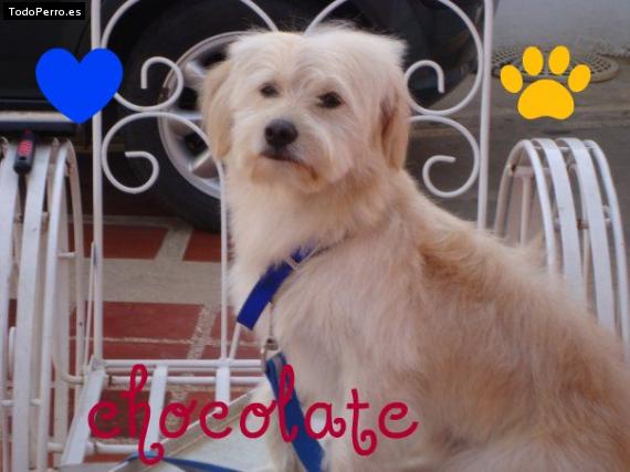 Foto del perro Chocolate
