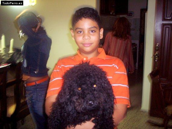 La foto del perro Roki Foto del perro Roki