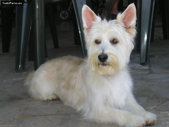 Foto del perro Rex