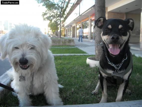 Foto del perro Cartucho y toto