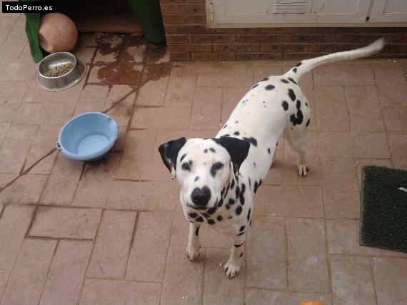 Foto del perro Lucky