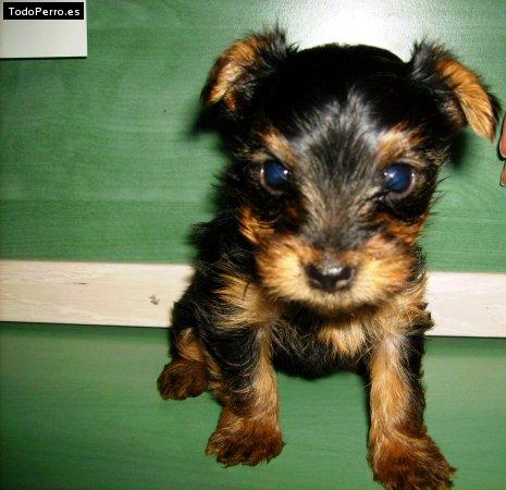 Foto del perro Shandy