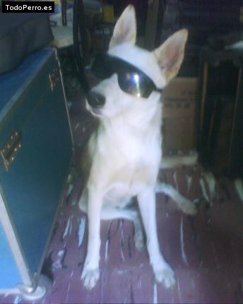 Foto del perro Tom