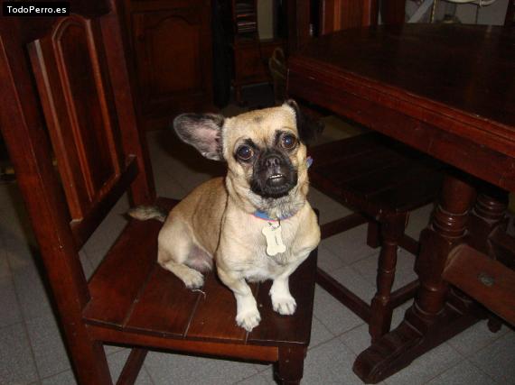 Foto del perro Junnior