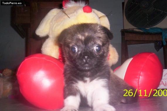 Foto del perro Juny